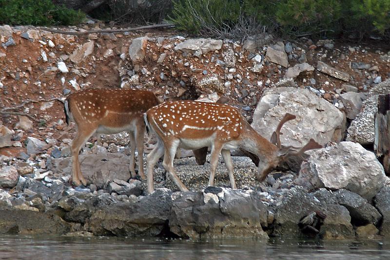 Bucht  Hvar                   7 .jpg
